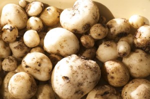 How to: Grow Delicious Potatoes in Containers