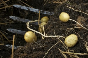 Easy Instructions to Grow Organic Potatoes in Containers