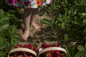A Little Taste of Summer as we move into Fall – Strawberry Picking and Jam