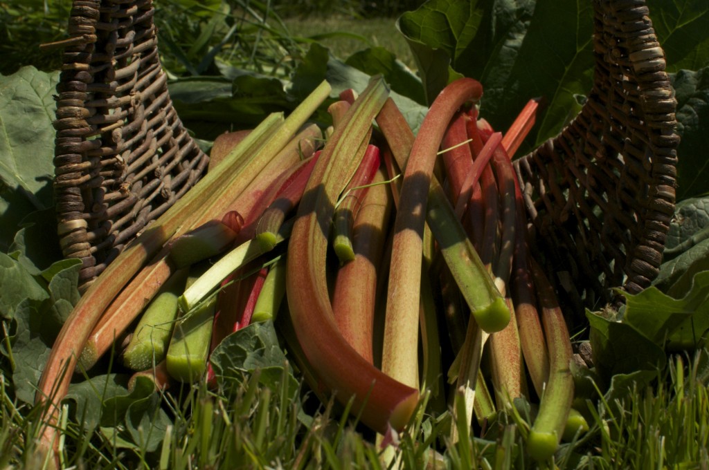 Rhubarb www.CubitsOrganics.com