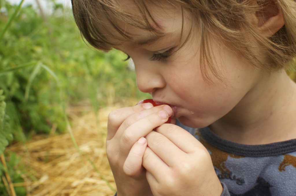 First tomato taste www.CubitsOrganics.com