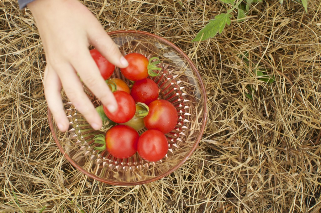 Picking tomatoes www.CubitsOrganics.com