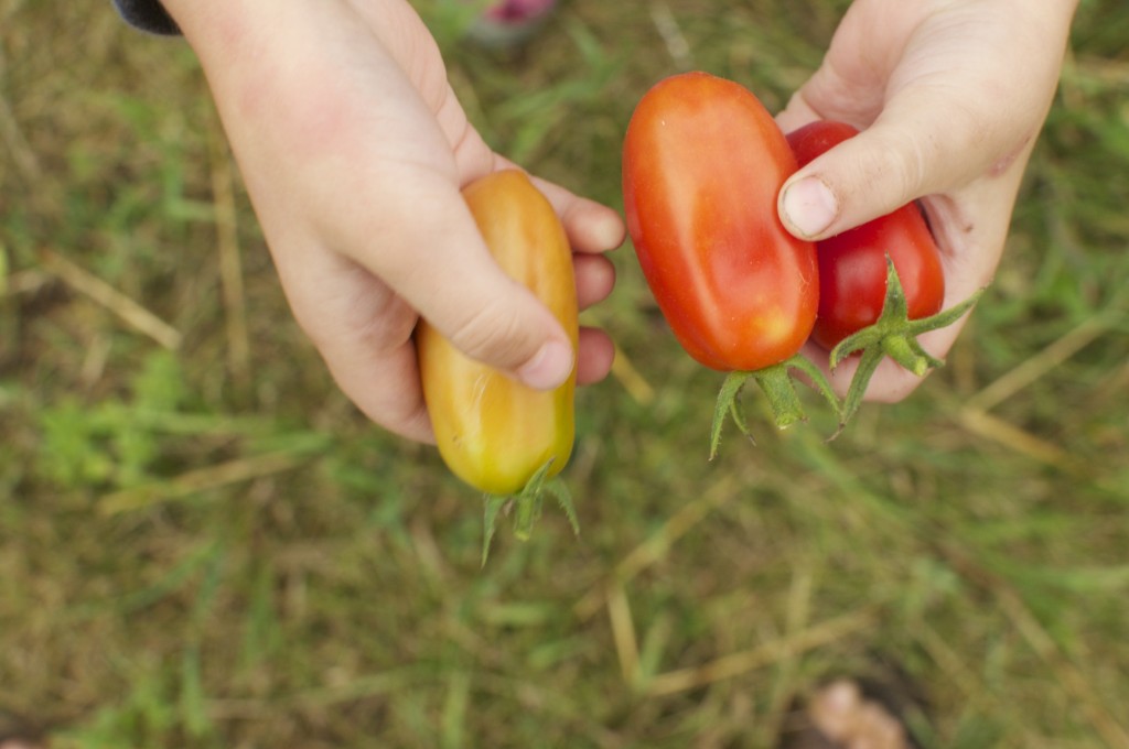 Picking San Marzano Tomatoes www.CubitsOrganics.com