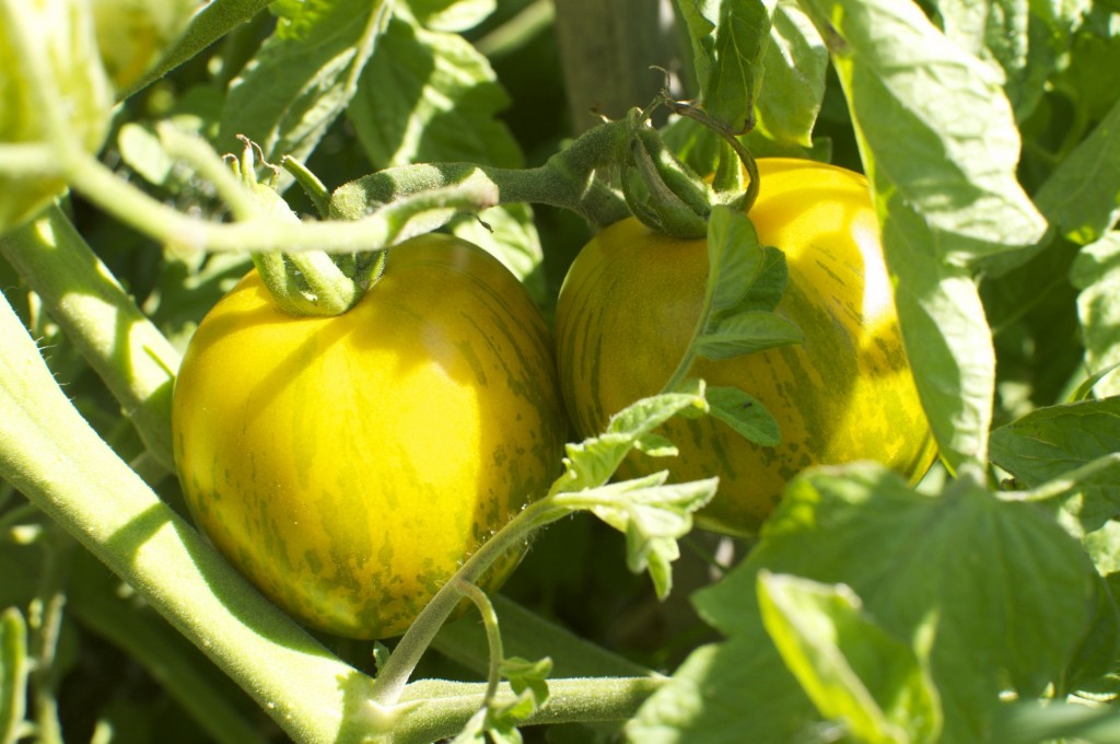 Ripening Green Zebra Stripe Tomatoes www.cubitsorganics.com