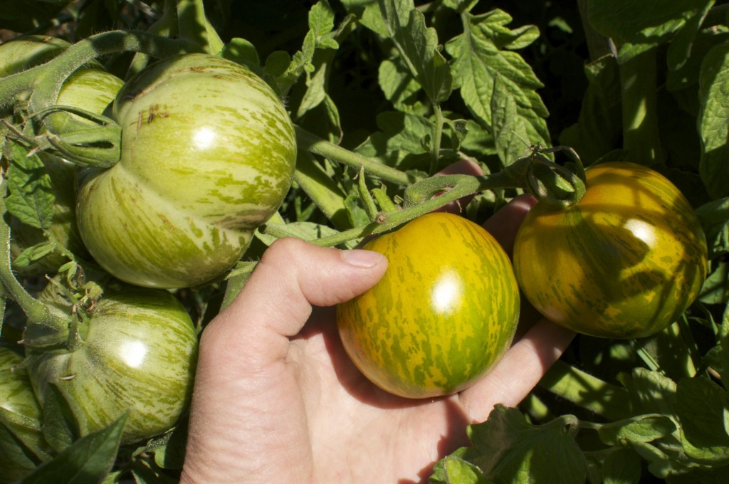 When to pick green tomatoes www.cubitsorganics.com