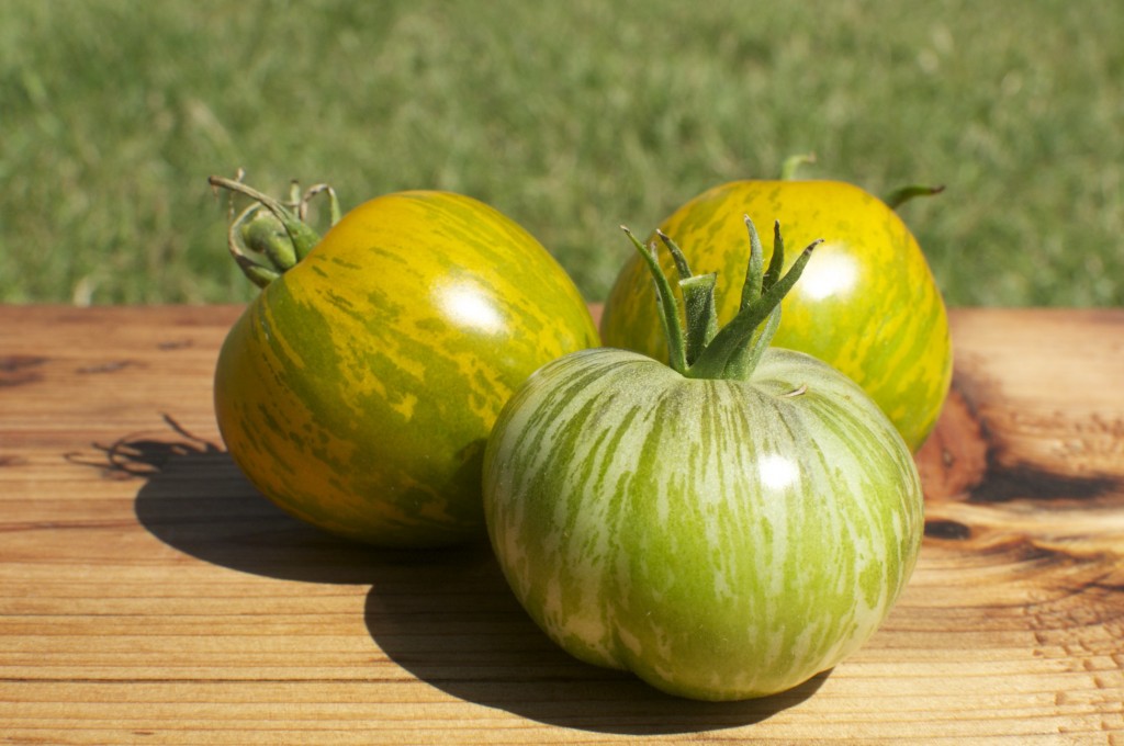 Unripe and ripe green tomatoes www.cubitsorganics.com