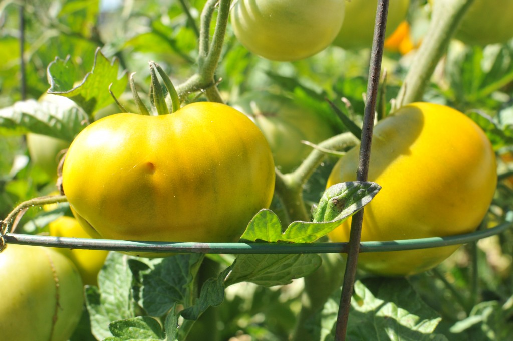 Almost ripe Lime Salad Tomatoes on the vine www.cubitsorganics.com