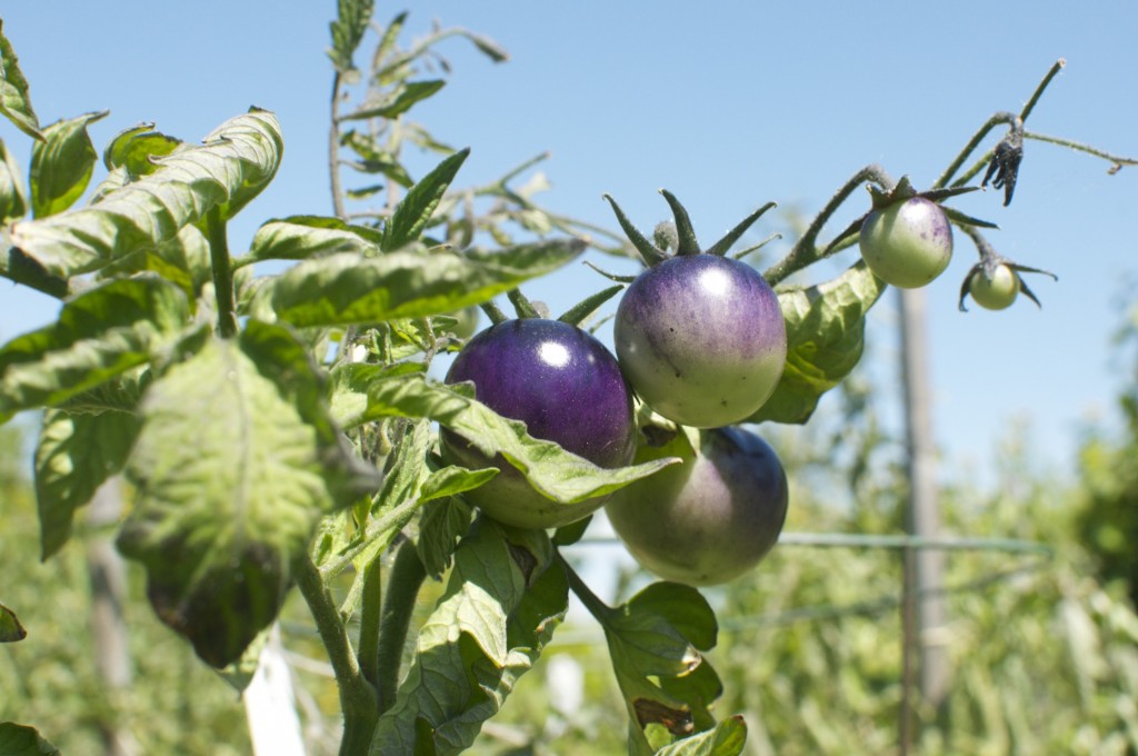 OSU Blue Tomatoes showing how the colour changes from top to bottom.