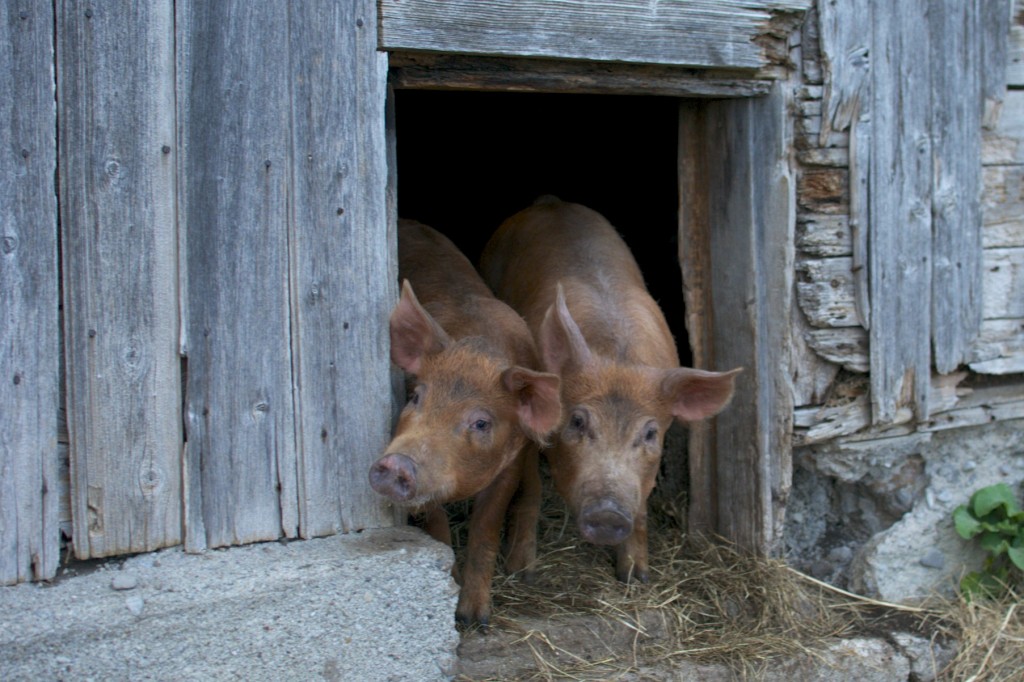 Pigs at Fiddlehead farms www.CubitsOrganics.com