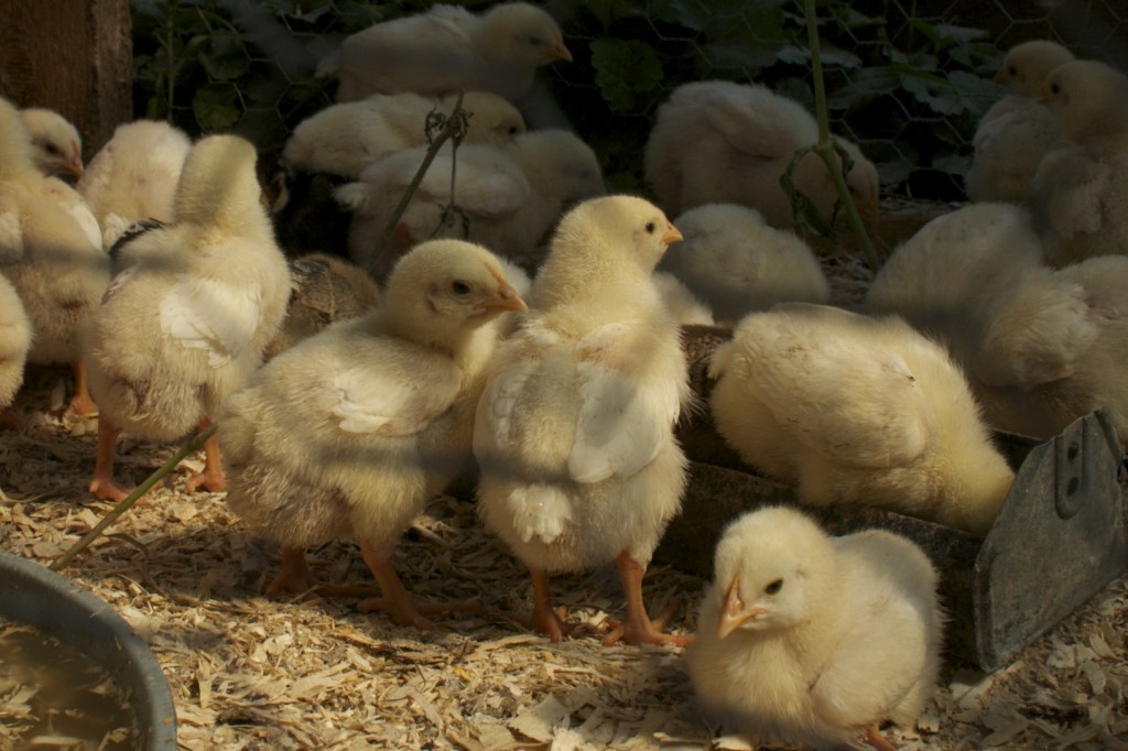 The next flock of meat birds at fiddlehead farms www.CubitsOrganics.com