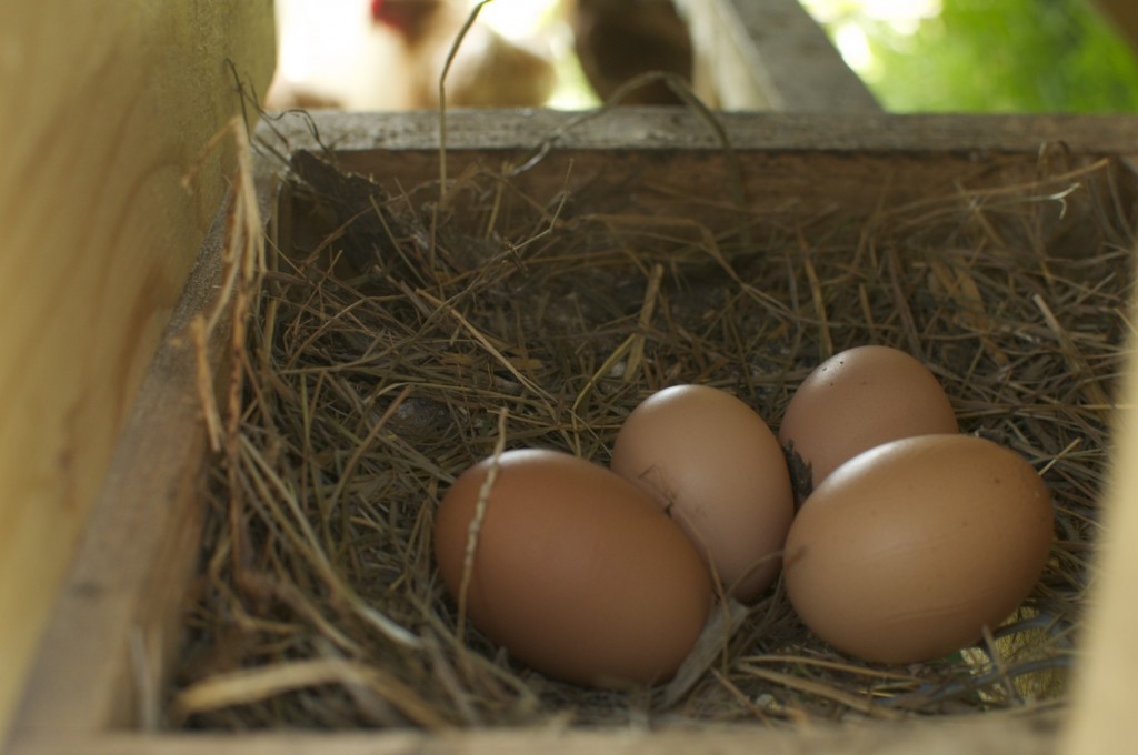 Eggs at Fiddlehead Farms www.CubitsOrganics.com