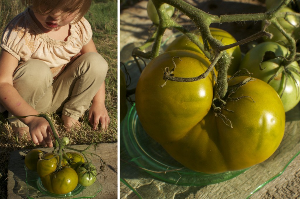 Lime Salad Green Tomatos www.cubitsorganics.com