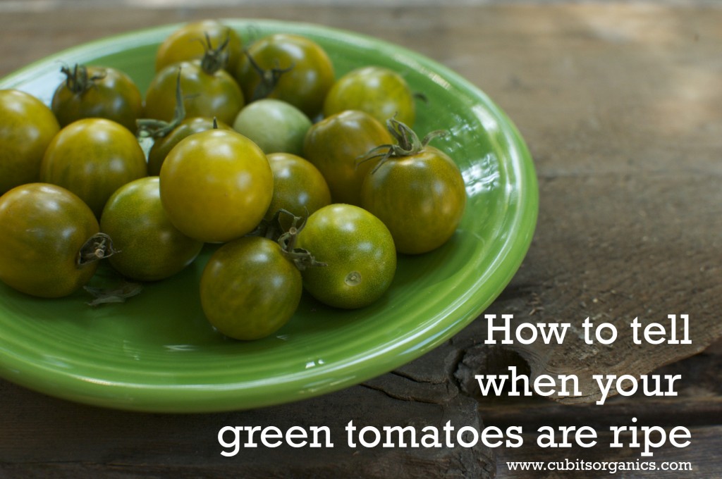 How to tell when green tomatoes are ripe www.cubitsorganics.com