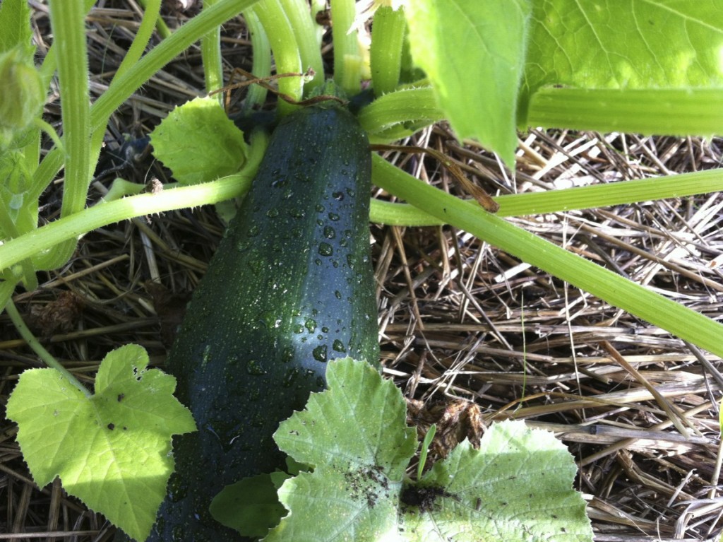 Black Beauty Zucchini on the vine www.cubitsorganics.com