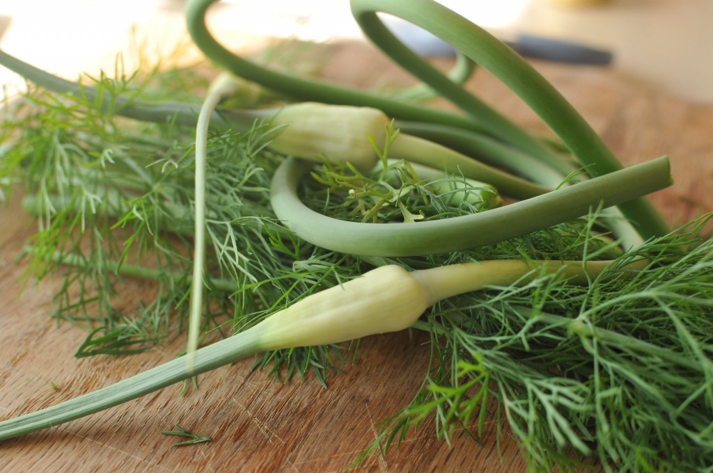 Garlic Scapes www.CubitsOrganics.com