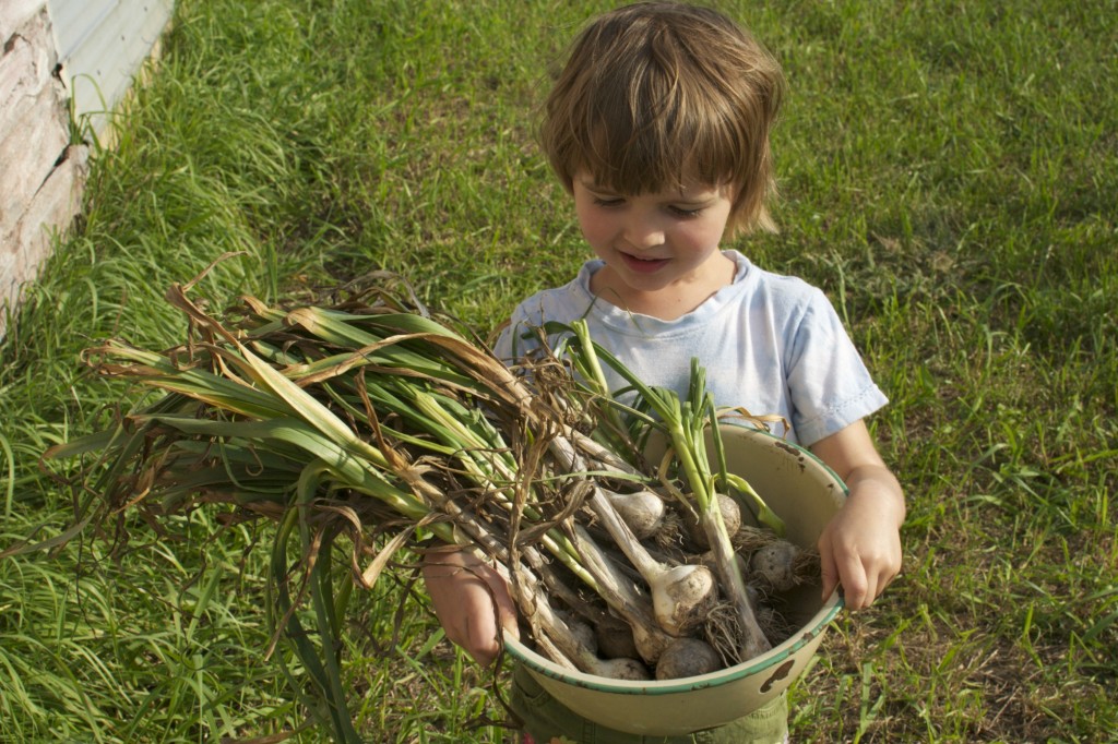 Rebecca's Garlic Harvest www.CubitsOrganics.com