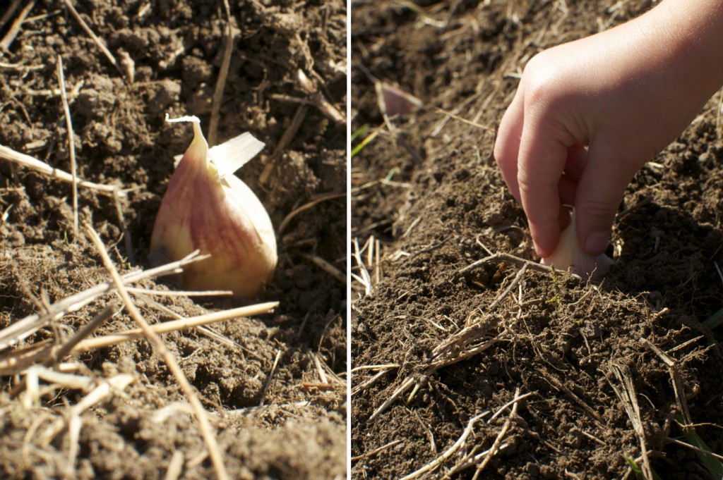 Plant Garlic pointing side up www.CubitsOrganics.com