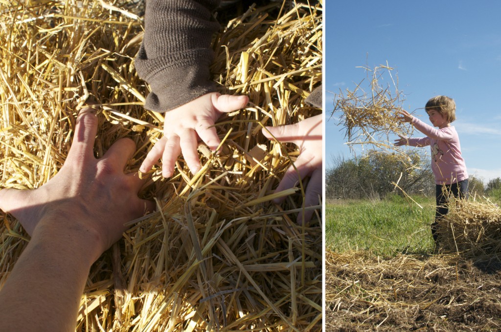 Much Garlic with Straw www.CubitsOrganics.com