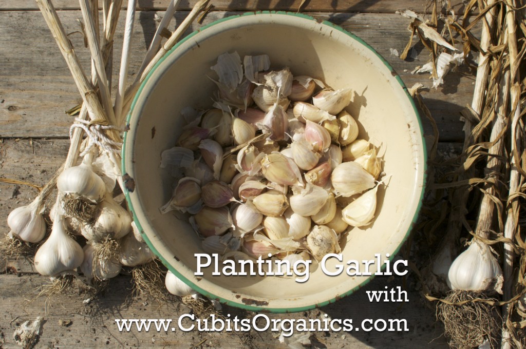Planting Garlic with www.CubitsOrganics.com