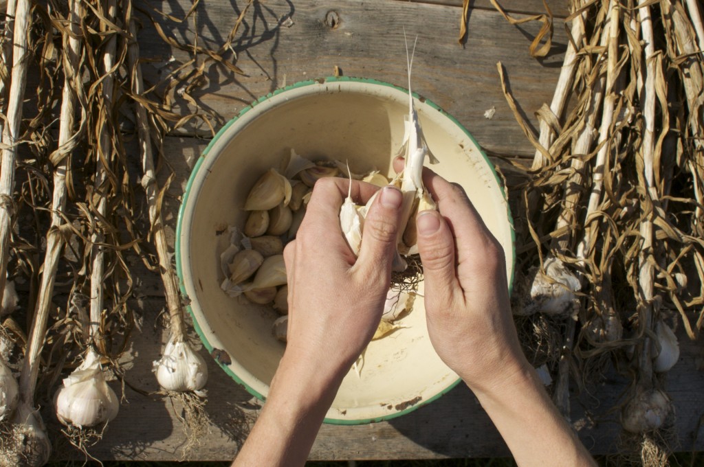 Preparing to plant Garlic www.CubitsOrganics.com