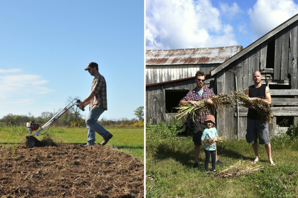 Mantis Tiller & Garlic Harvest www.CubitsOrganics.com