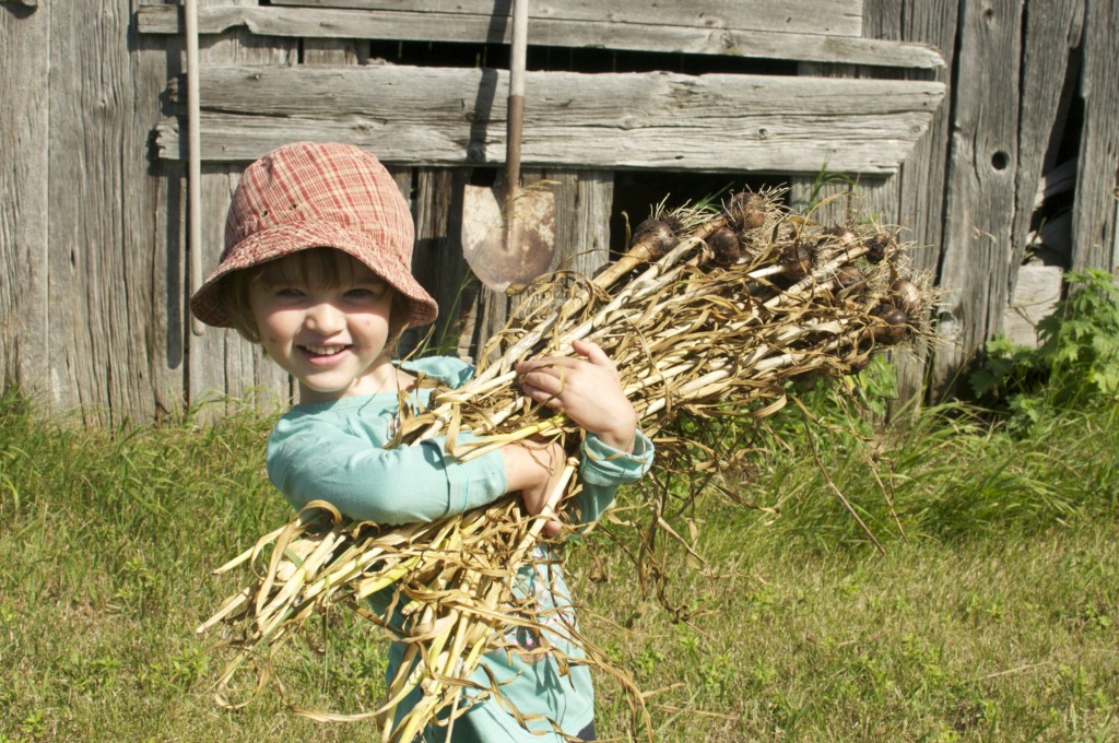 Harvesting Garlic www.CubitsOrganics.com