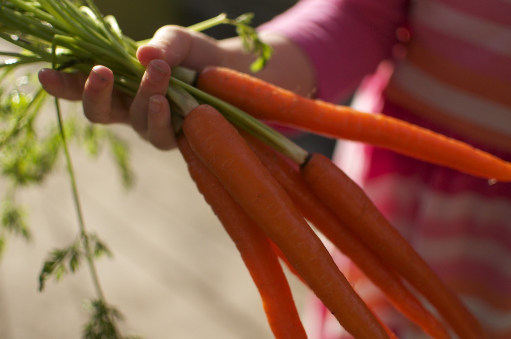 Orange Carrots www.cubitsorganics.com