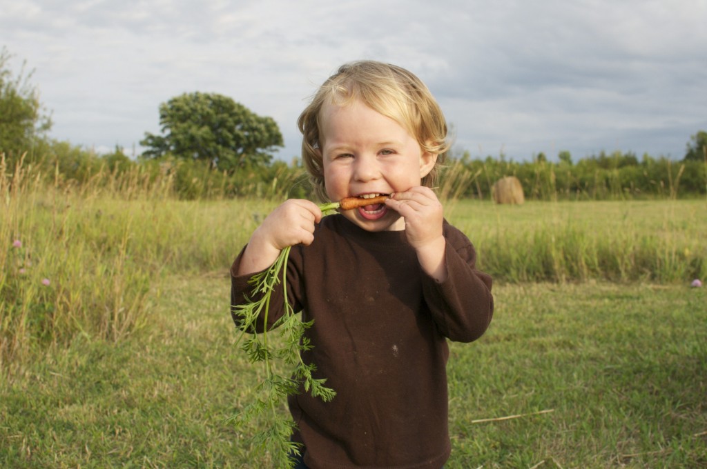 28.07.2014 Robin vs the carrot. His very first self-picked carrot.