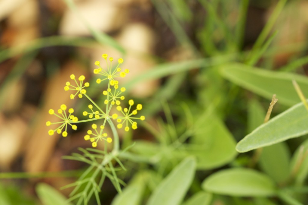  29.07.2014 Dill going to seed in the ignored bee garden.