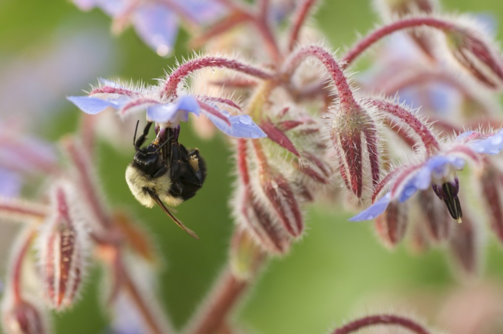 04.08.2014 Bee on Borage www.cubitssseedco.com