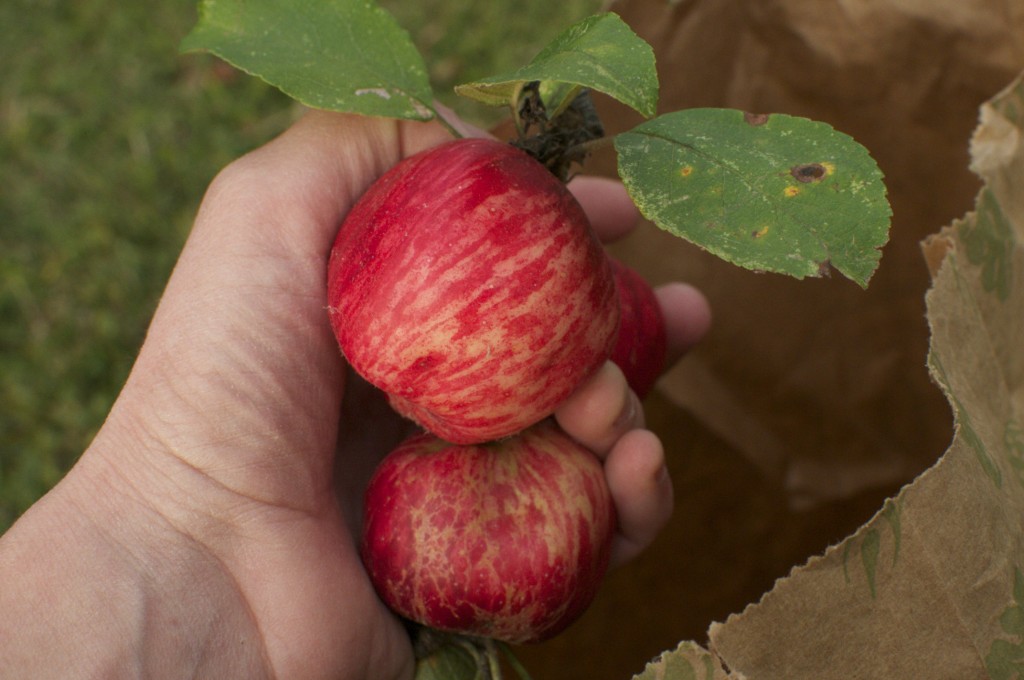 Ontario Apples www.cubitsorganics.com