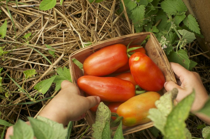 09.07.2014 Picking San Marzano Tomatoes