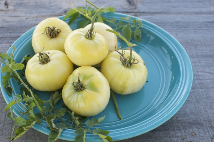 09.09.2014  Blanche du Canada Tomatoes