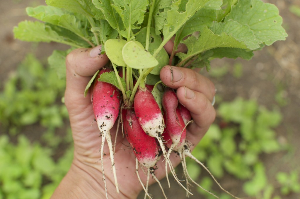 23.08.2014 Patricia Radishes www.cubitsseedco.com