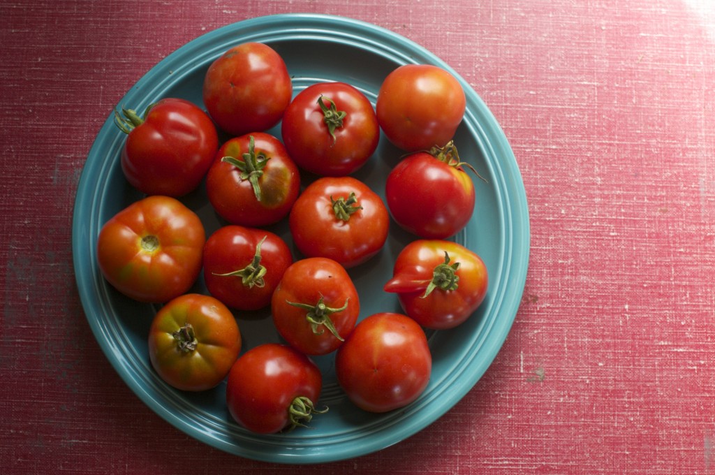 29.08.2014 Tomatoes on Formica Table www.CubitsSeedCo.com