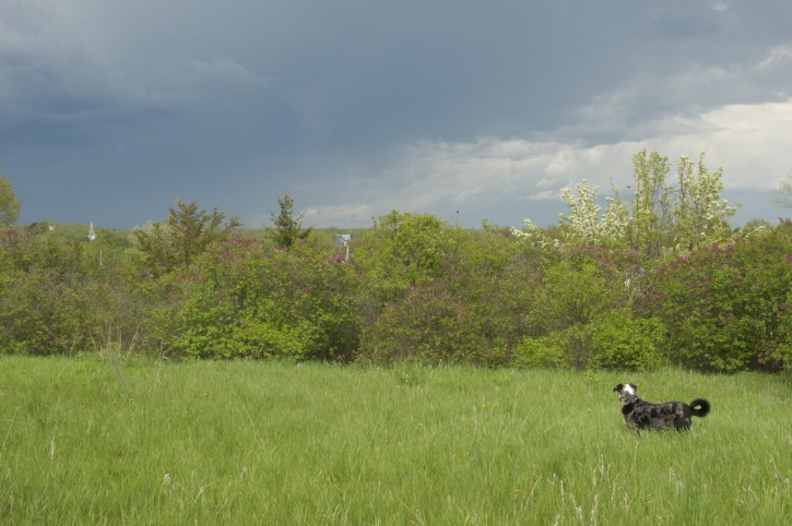 Five Ways to Use an Electric Dog Fence on Your Homestead